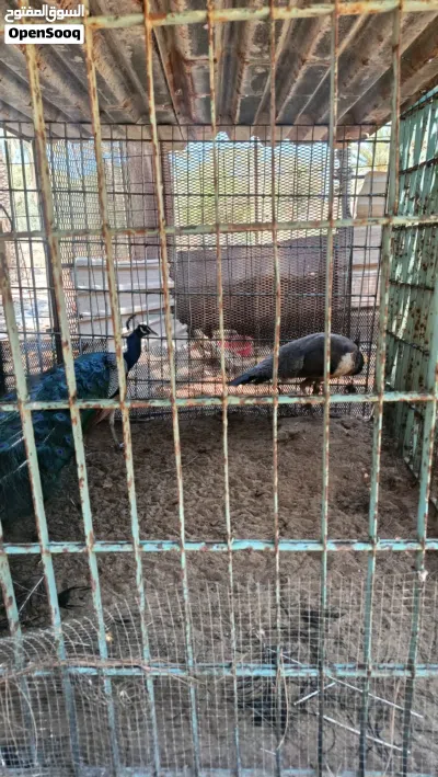 طاووس لبيع 2
