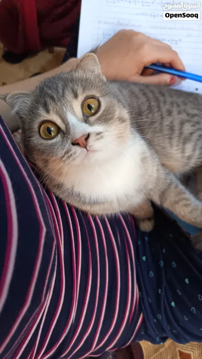 قطط سكوتش للبيع 4