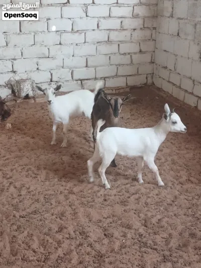 3 عنايق كرديات عز ماتكسب الله يبارك عنايق نظاف كان معاهم فحل وانت والنصيب 4
