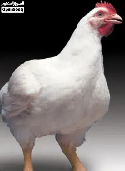 دجاج لاحم صغير (حجم 400 إلى 500 جرام صافي) فروج صغير . يُستخدم هذا الحجم الفاخر بكثرة في الشوي، أو ا 2