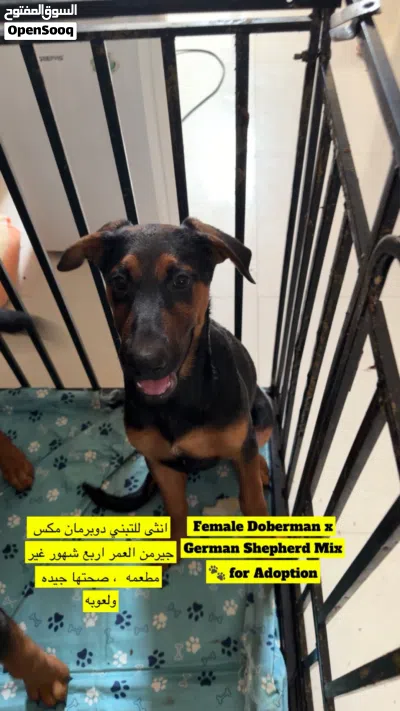 كلبين ذكر وأنثى لتبنيfor adoption German xdo 2
