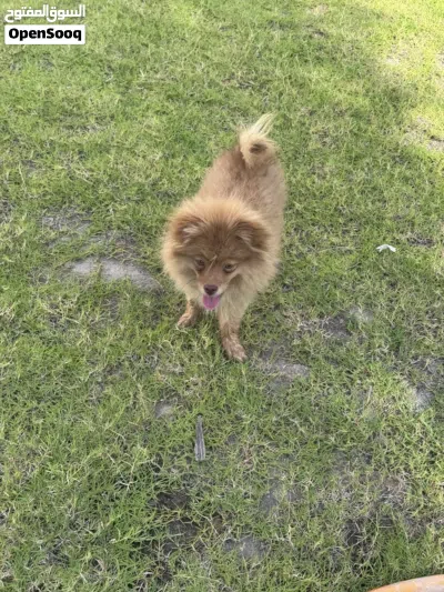 كلب Pomeranian 4