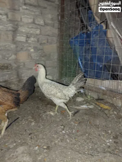 متاح دجاجات 2 وديج شمسي خط اول 2
