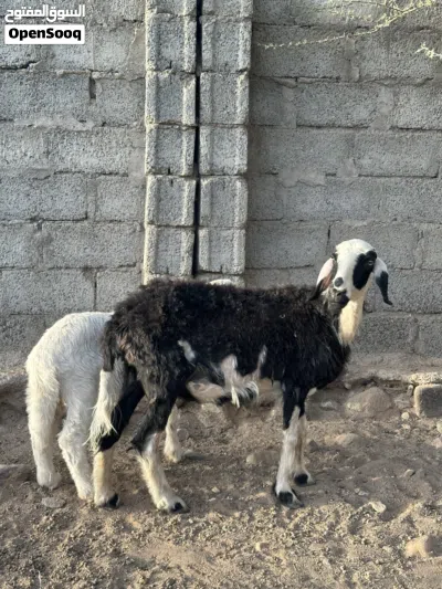 للبيع جعد 2 مع عيالهن 2