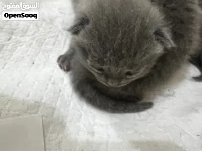 British-Scottish fold kitten 2