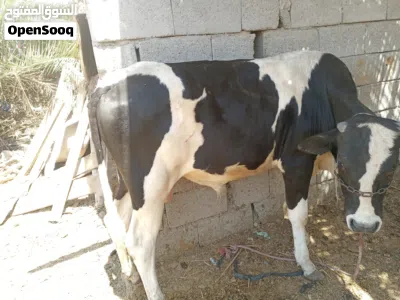 عجول عراقيه سمان شرط الصحه 4