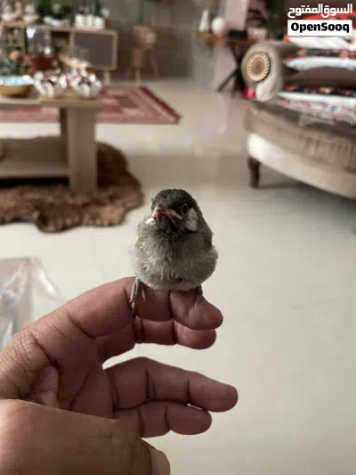 بلبل خد ابيضّ بحاله جيده ونشيط عمره تقريبا ثلاث أسابيع صحته أمورها طيبه ميه بالميه 4