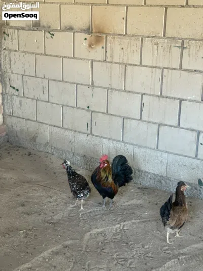 للبيع دجاج عربي ديج و دجاجتين اعمارهم 8شهور 3