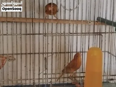 جوز كنار جاهز للبيع 3