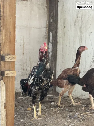 بيع دجاج باكساتي اصل 2