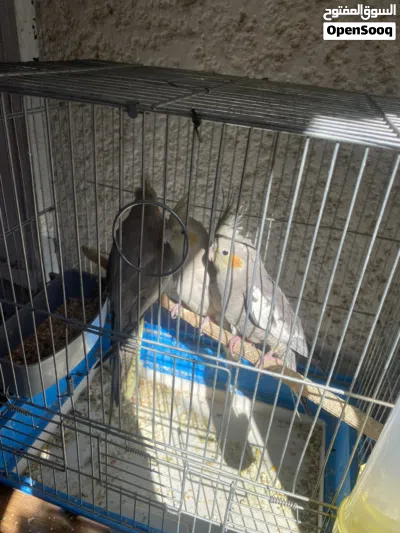 ببغاء كوكتيل 4