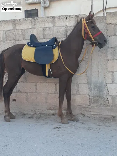 حصان عمره سنتين ونص ساغ سلم قطعه صلاة النبي عليه دم حامي ركوب نخب اول للبيع 4