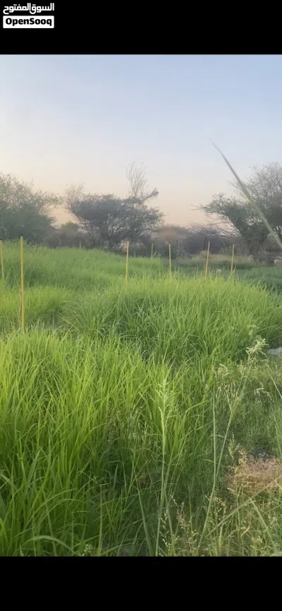 للبيع بازري عماني شوف وصف مهم جدا 4