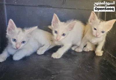 Cats for adoption 4
