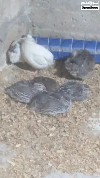 طيور سمان جامبو وسوبر جامبو أعلى جودة 3
