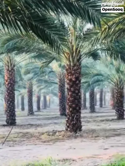 لامتلاك بركة الأرض.. نخيل مثمر من أجود الانوع الوصف: نعلن عن توفر نخيل مثمر (النوع طابوني..حلوي 3