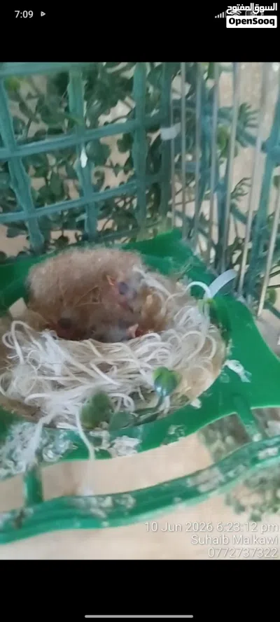 للبيع 3 فراخ حسون حبهات عريش 2