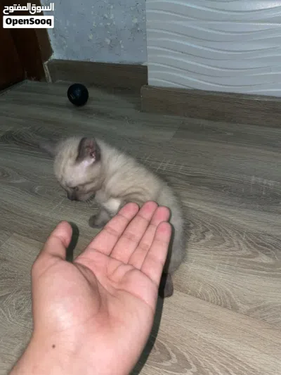 قط همالايا 3