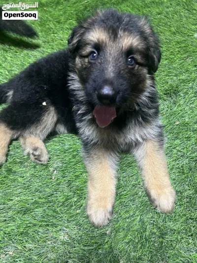 German shepherd puppies 3