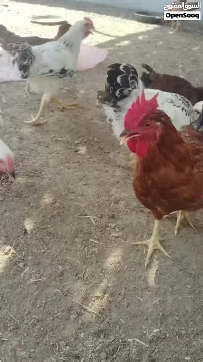 بيع الدجاج الفرنسي 2