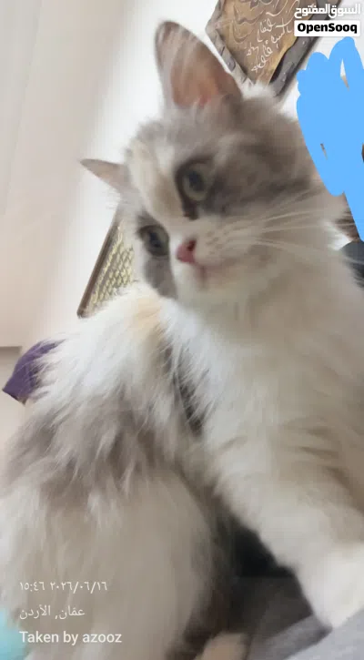 قط شيرازي اليف جدا للبيع 3