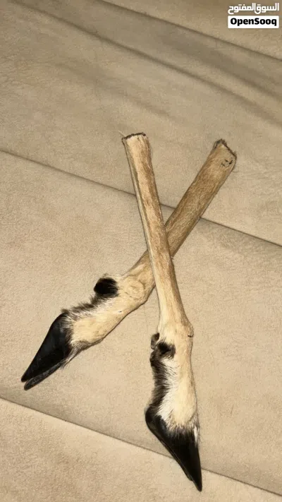 يدين غزال على 18 2