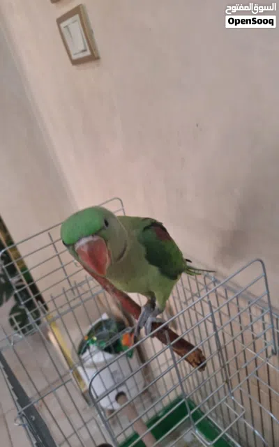 كساندرا اليف جدا جدا 4