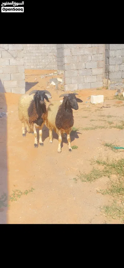 السلام عليكم 3