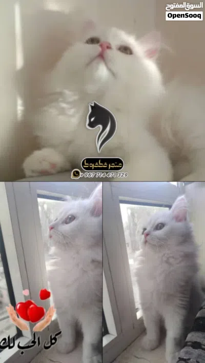 شيرازي مهجن مع هملايا 2