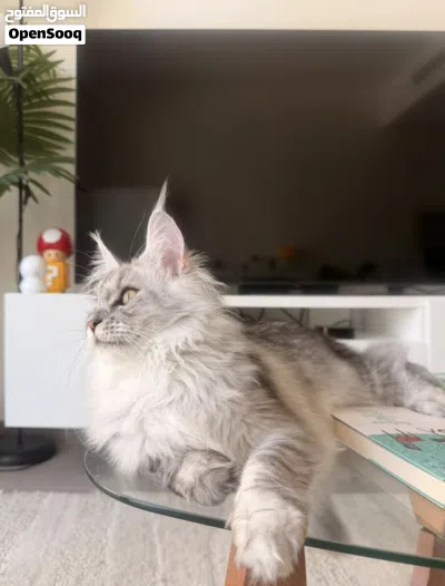 Imported from Russia Purebred Silver Maine Coon Female 3