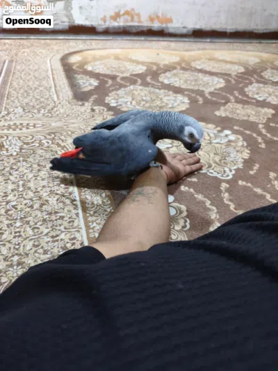 كاسكو اليف ومتكلم 2