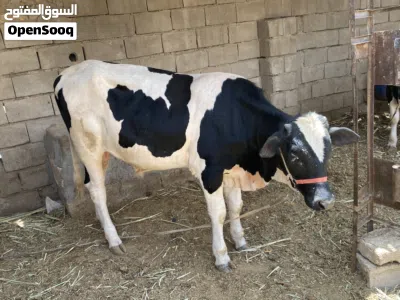 عجوله البيع ضحايه 3