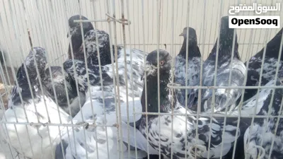 طيور بكستانيه 2