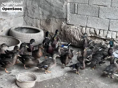 خضيري بري 17زوج وبيها مجال لشراي بغداد حي اور 2