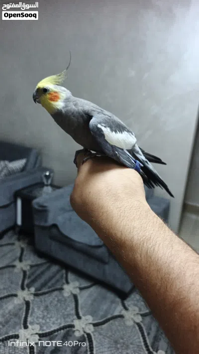 فحل كوكتيل اليف على الايد 3