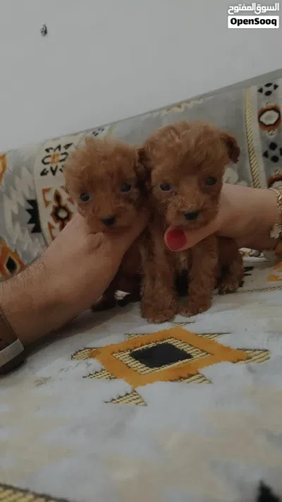البيع جرو ذكر ونثيه توي بودل تيدي بير لون بني الأهالي وارد اورانيه 2