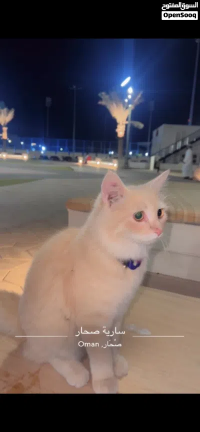 Persian Cat - Urgent Sale ( Travelling to India ) 2