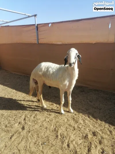 للبيع فحل نجدي بيور مد وشو ما شاء الله خيل حجم خرافي عمره سنه وشهرين تقريبا 3