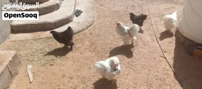 دجاج براهمي 3