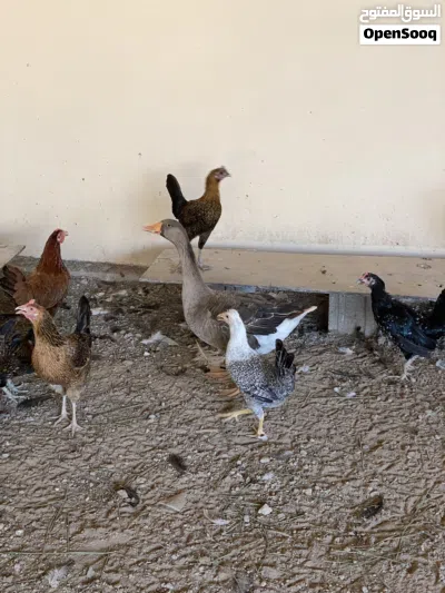 اوز أنثى أمورها طيبه من قبل ناتجه معي 3