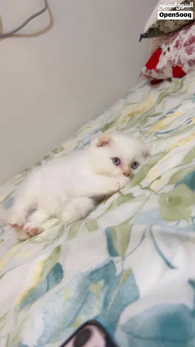 Playful and friendly Scottish-fold-British short hair Available for Adoption 3
