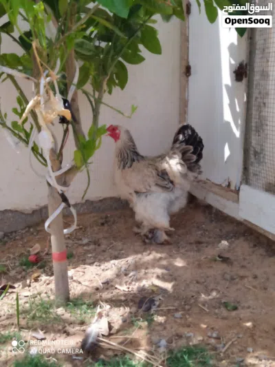 كوبياء ما شاء الله 3