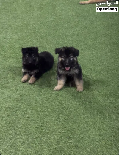 German Shepherd working line puppies for sale 4