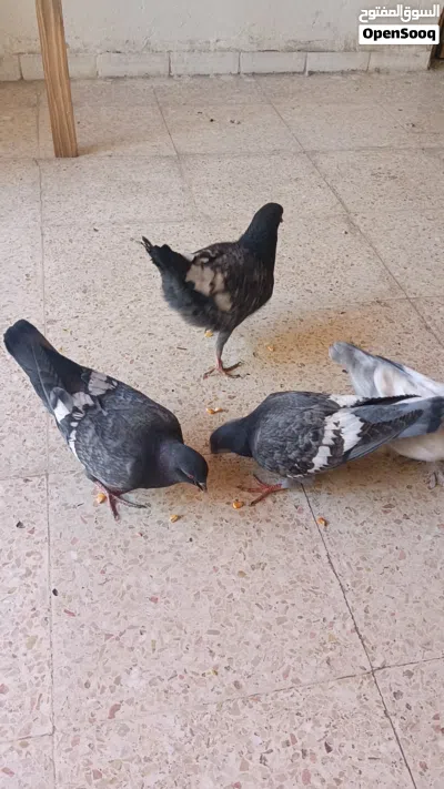متاح خمس افراخ صلاة النبي 4
