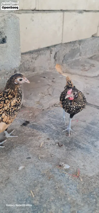دجاج سباني زوجين حلوات يخبلن 4
