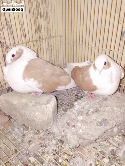 سلام عليكم طيور لبيع 4