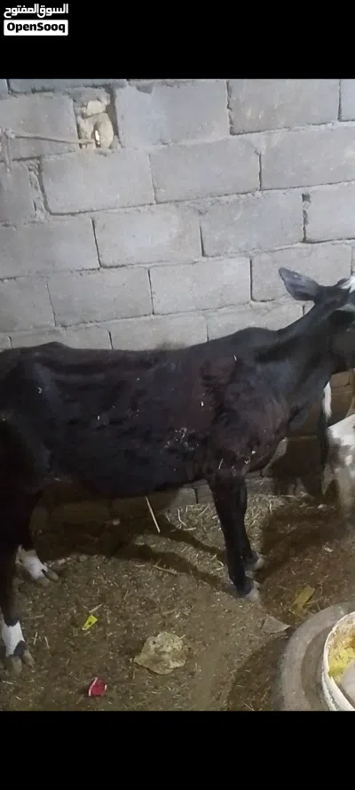 يا الله بجره سمينه خير من الله توزن 85 كيلو السعر مليون و150 3
