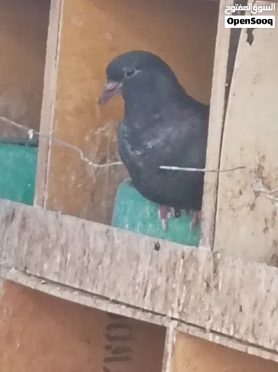 طبات حمام بلدي 3