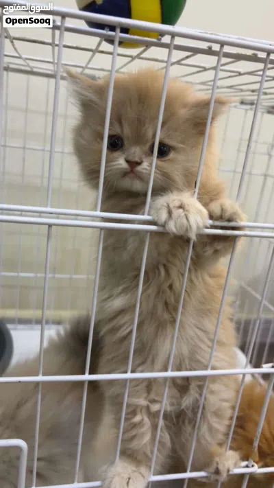قطط كيتن للبيع بالخبر 2
