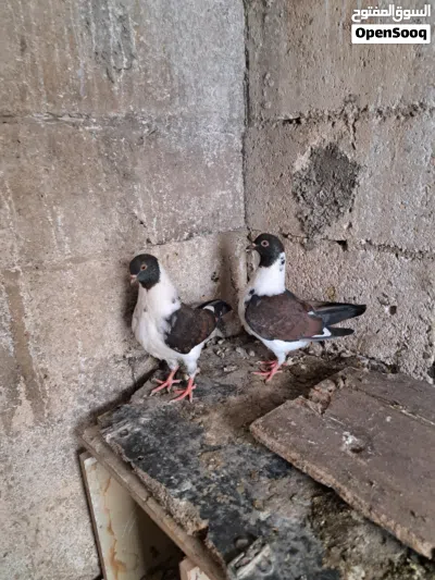 جوز سيكيات للبيع وطيره نوريه 2